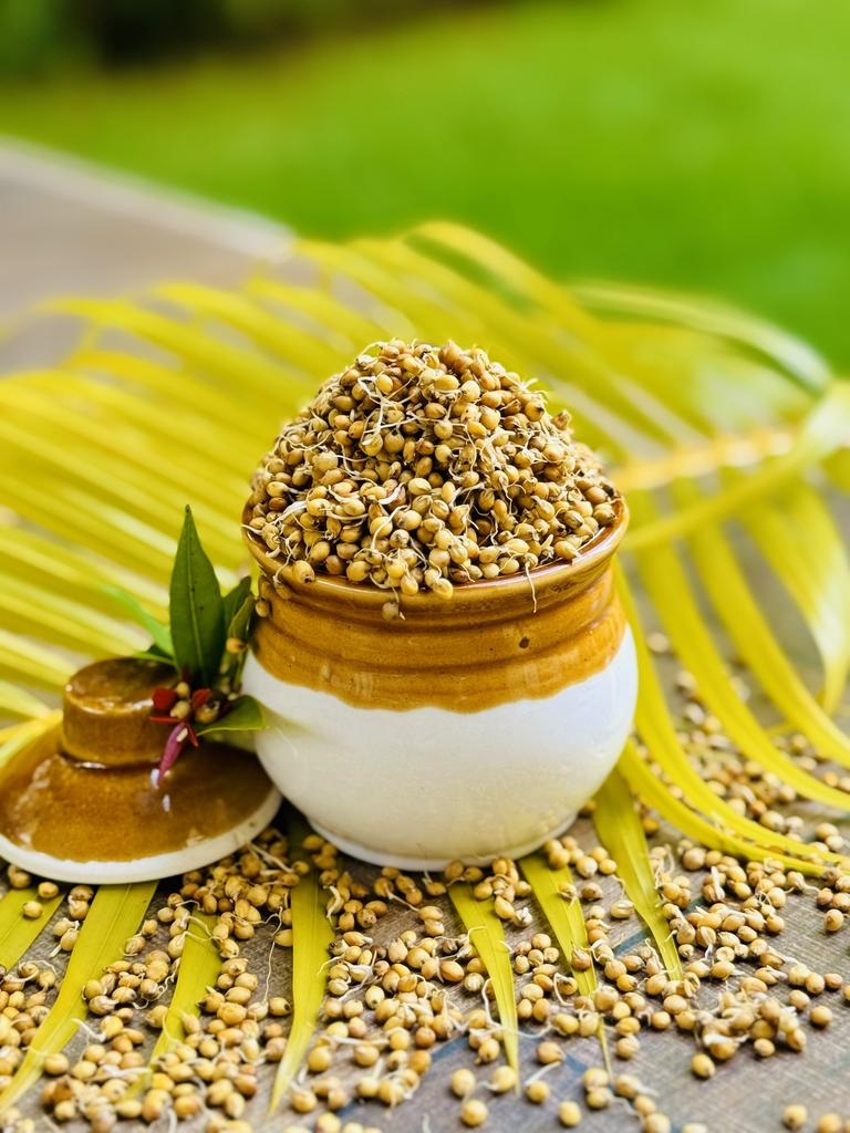 Pacha Jonna (Yellow Jowar) Sprouted Flour - 500 Grms